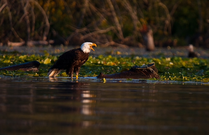 Bald Eagle